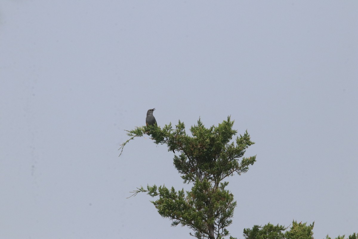 Gray Catbird - ML588244611