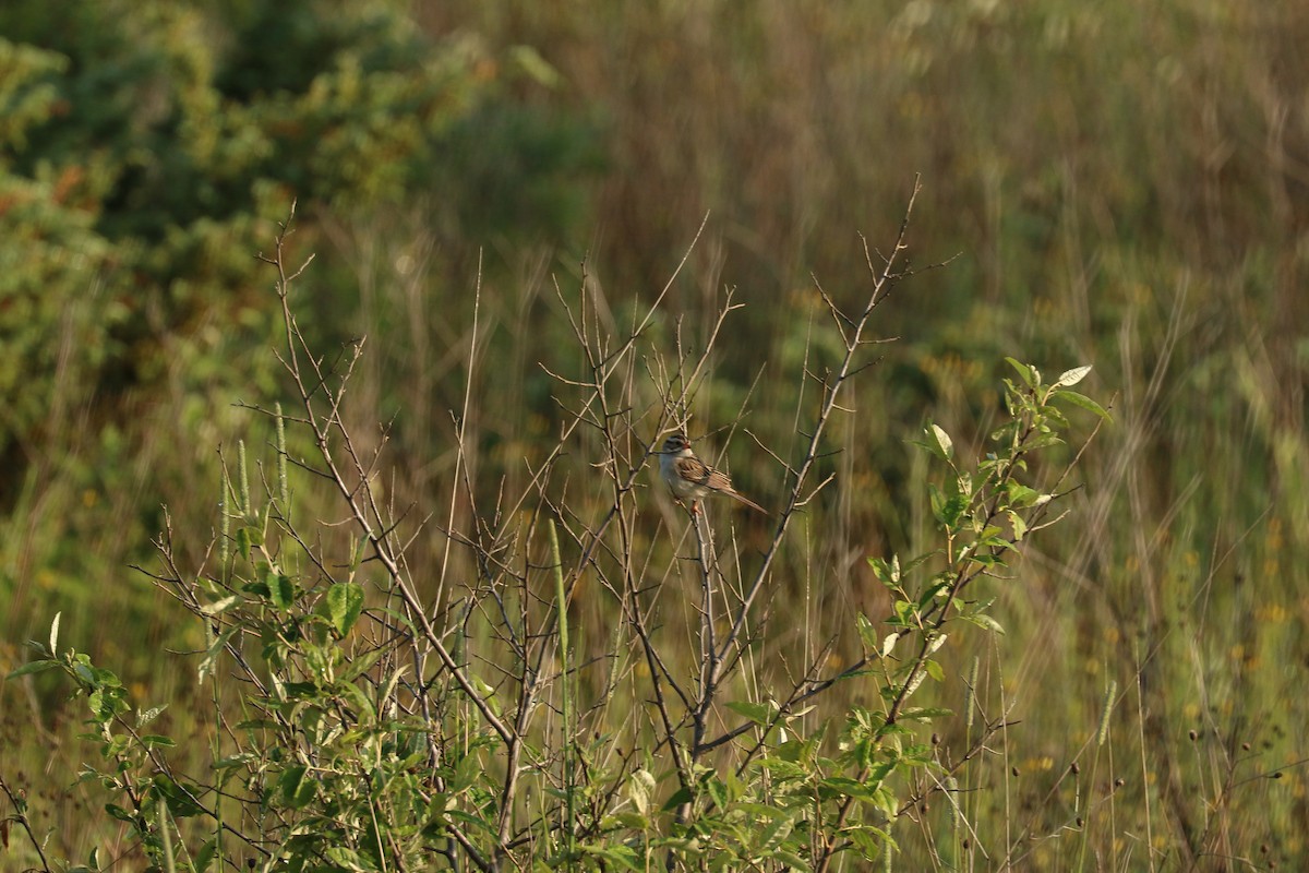 Clay-colored Sparrow - ML588244661