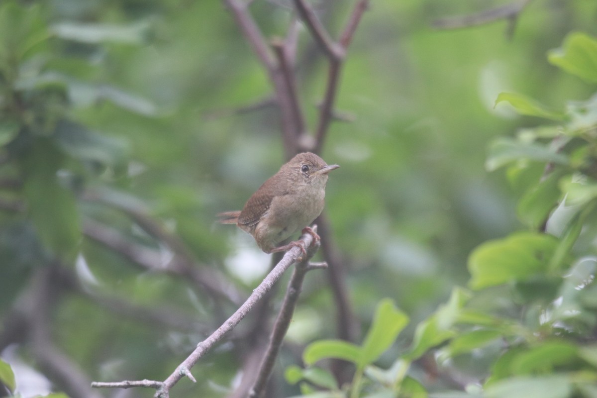 Northern House Wren - ML588244671