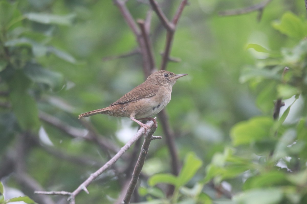 Northern House Wren - ML588244681