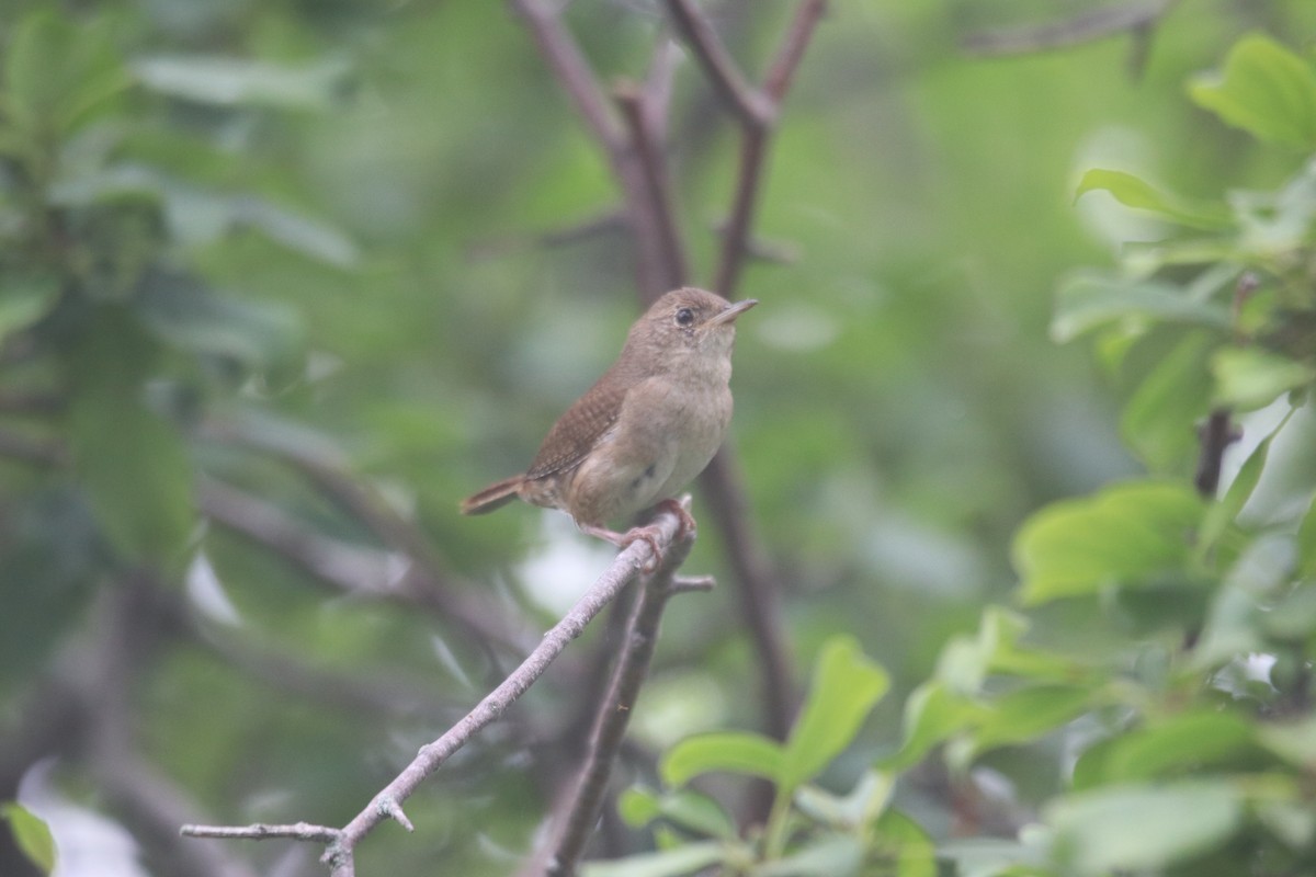 Northern House Wren - ML588244691