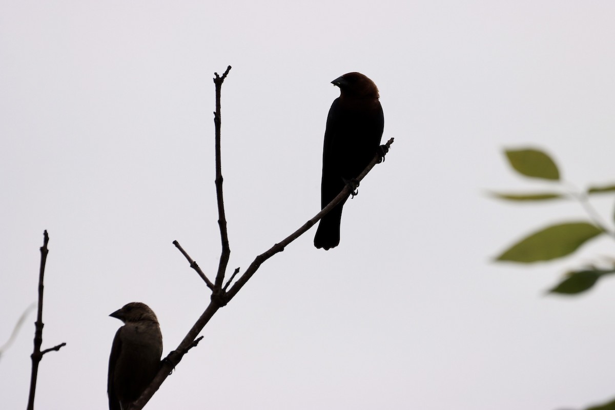 Brown-headed Cowbird - William Going