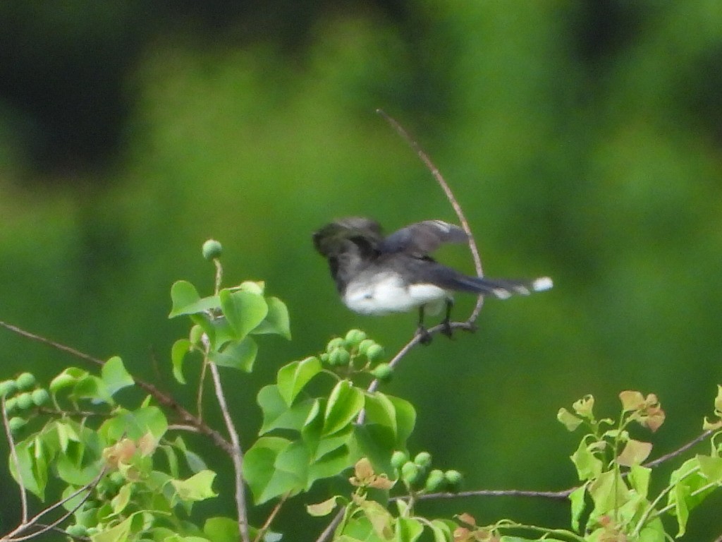 Eastern Kingbird - ML588246261