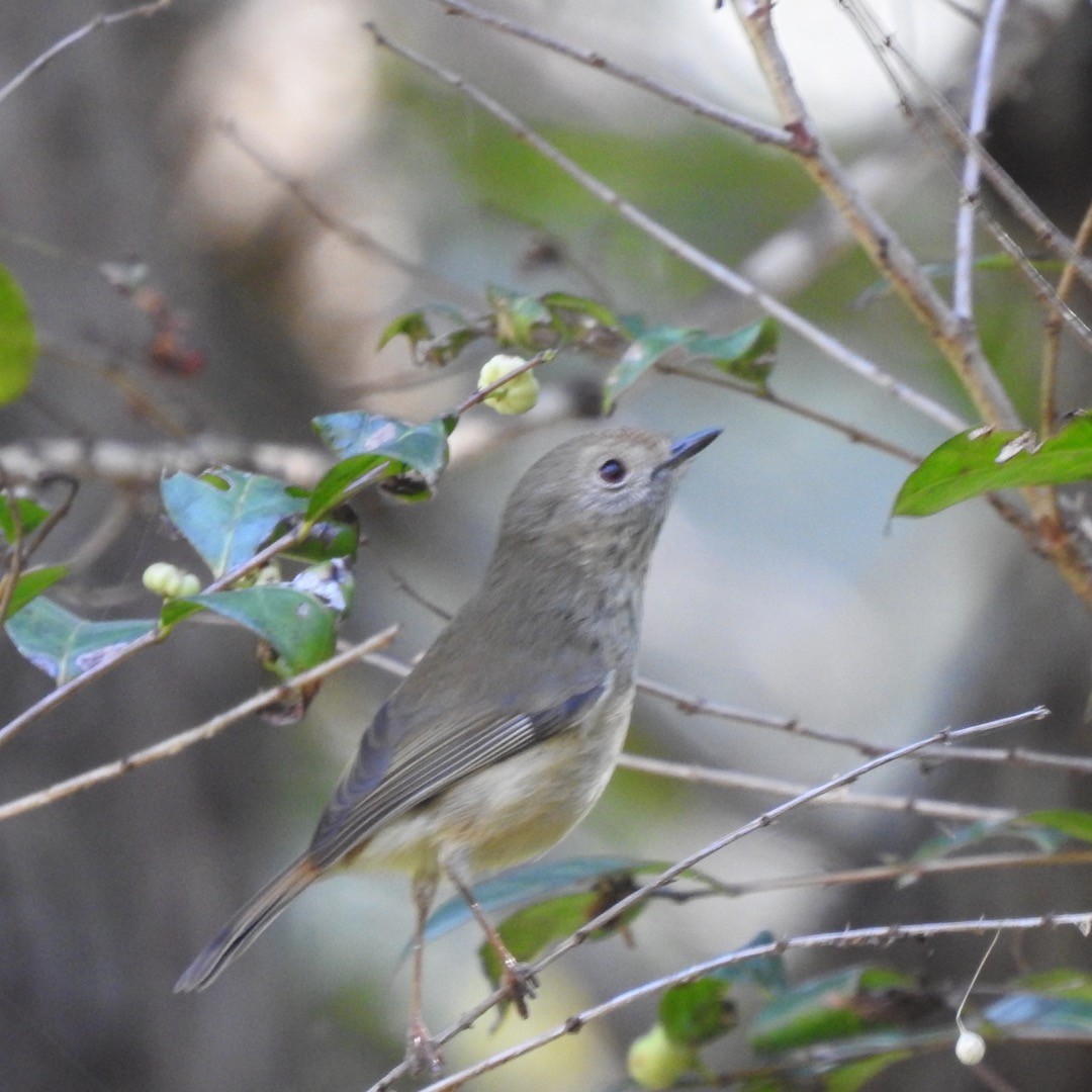 Brown Thornbill - ML588246571