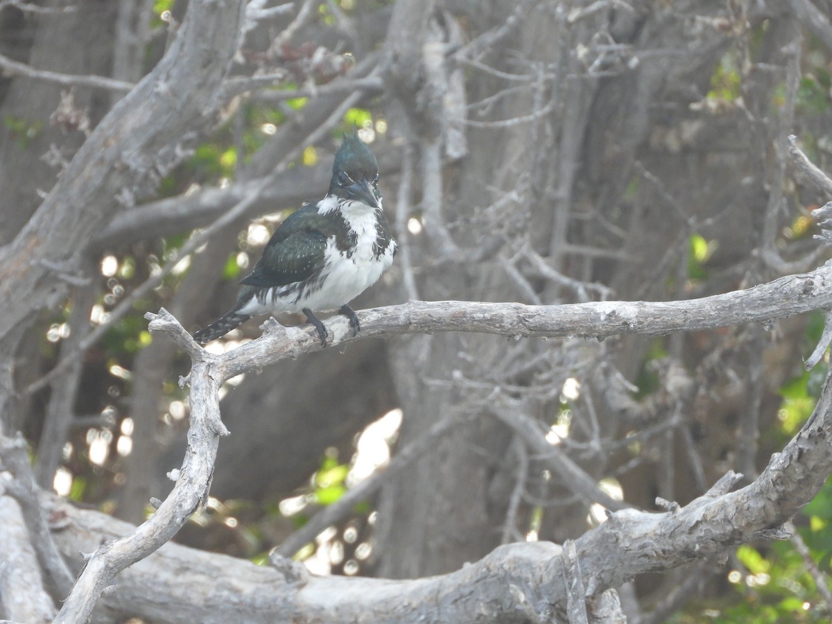 Martin-pêcheur d'Amazonie - ML588246921