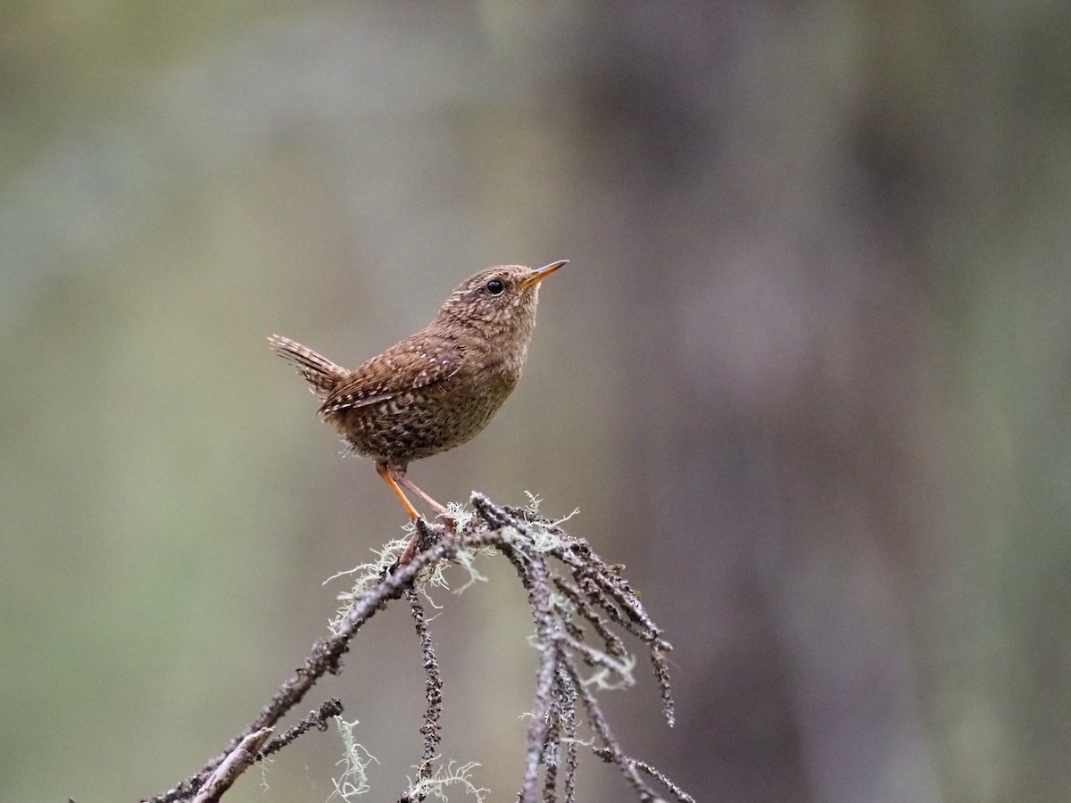 Pacific Wren - Mark Storey