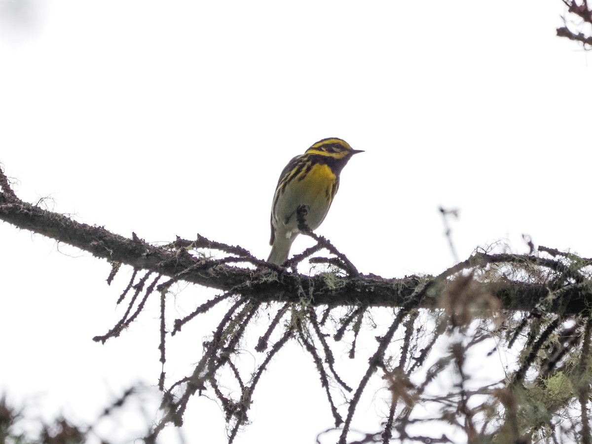 Townsend's Warbler - ML588247381