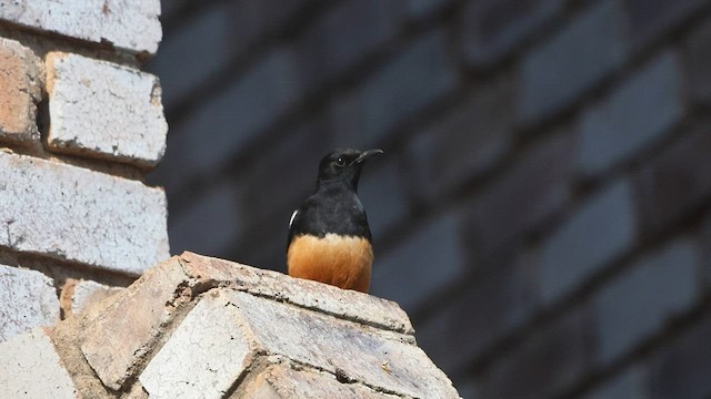 Mocking Cliff-Chat - ML588247411