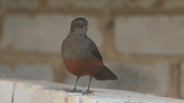 Mocking Cliff-Chat - ML588247421