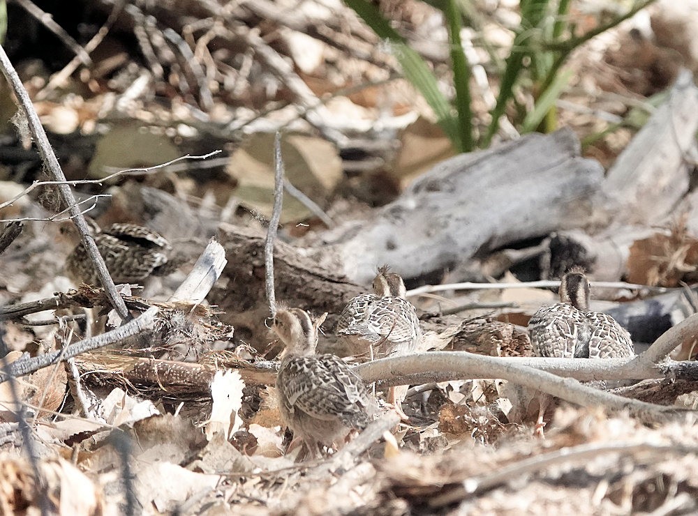 Gambel's Quail - ML588247871
