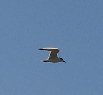 Gull-billed Tern - ML588248261