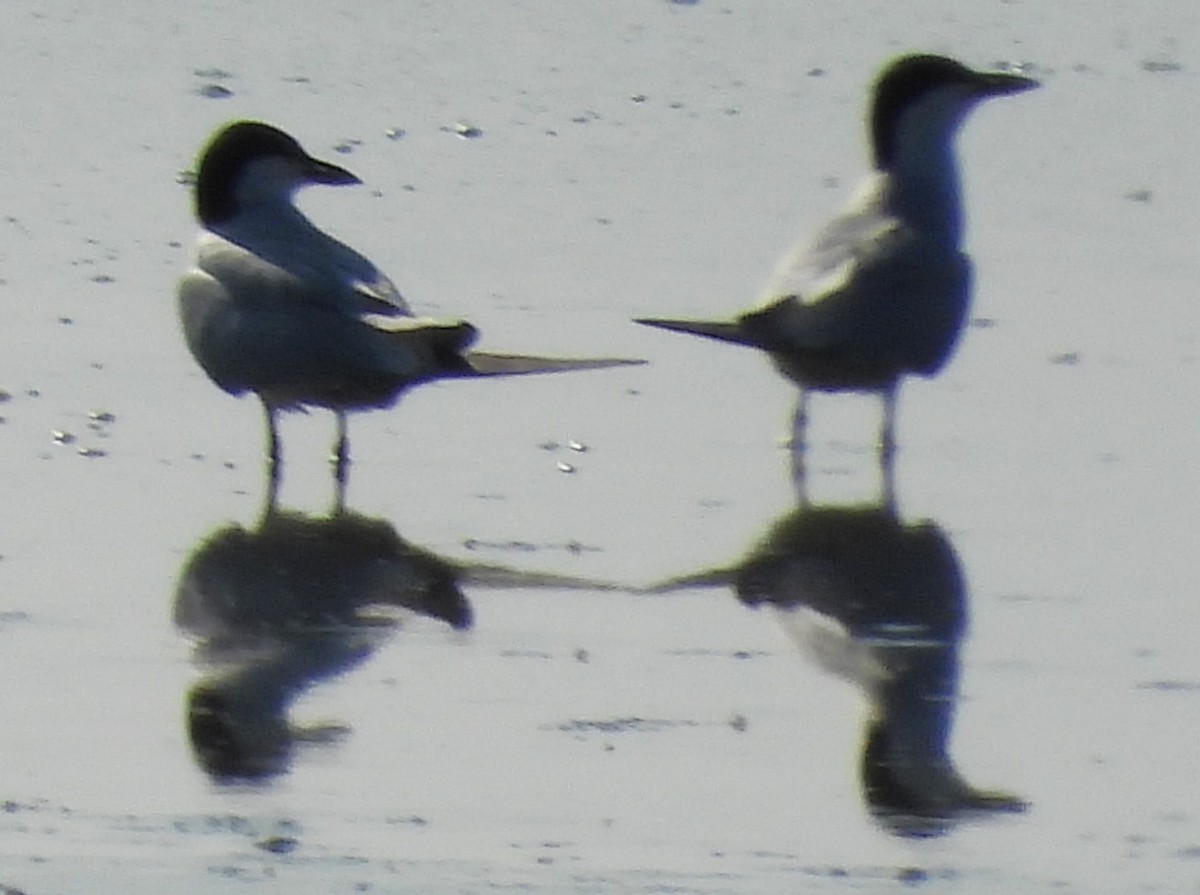 Gull-billed Tern - ML588248281