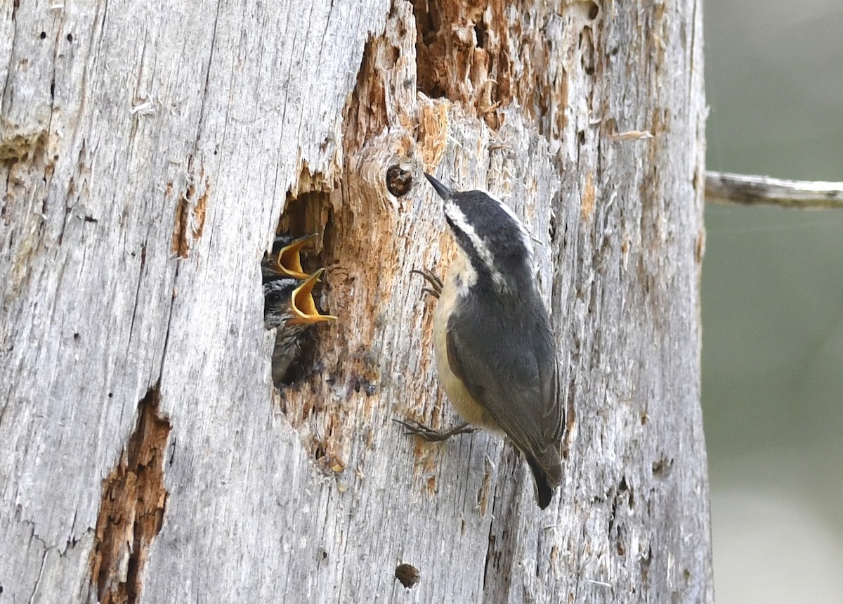 Red-breasted Nuthatch - ML588248391