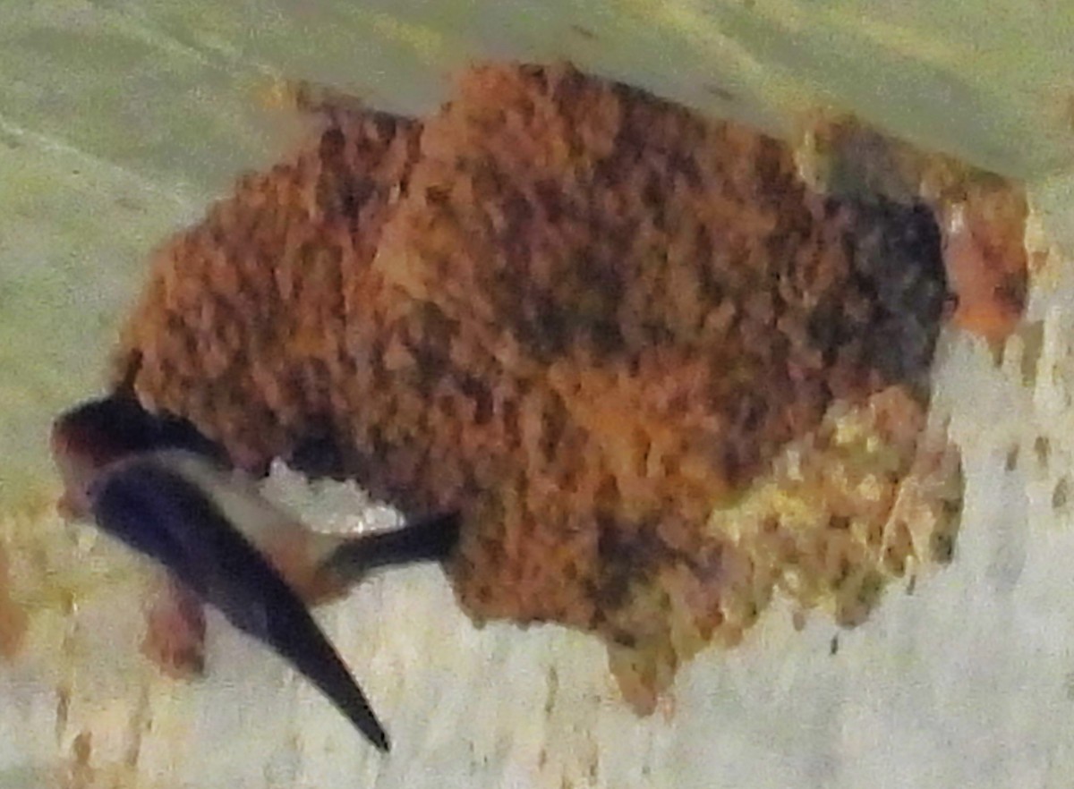 Cliff Swallow - ML588248471