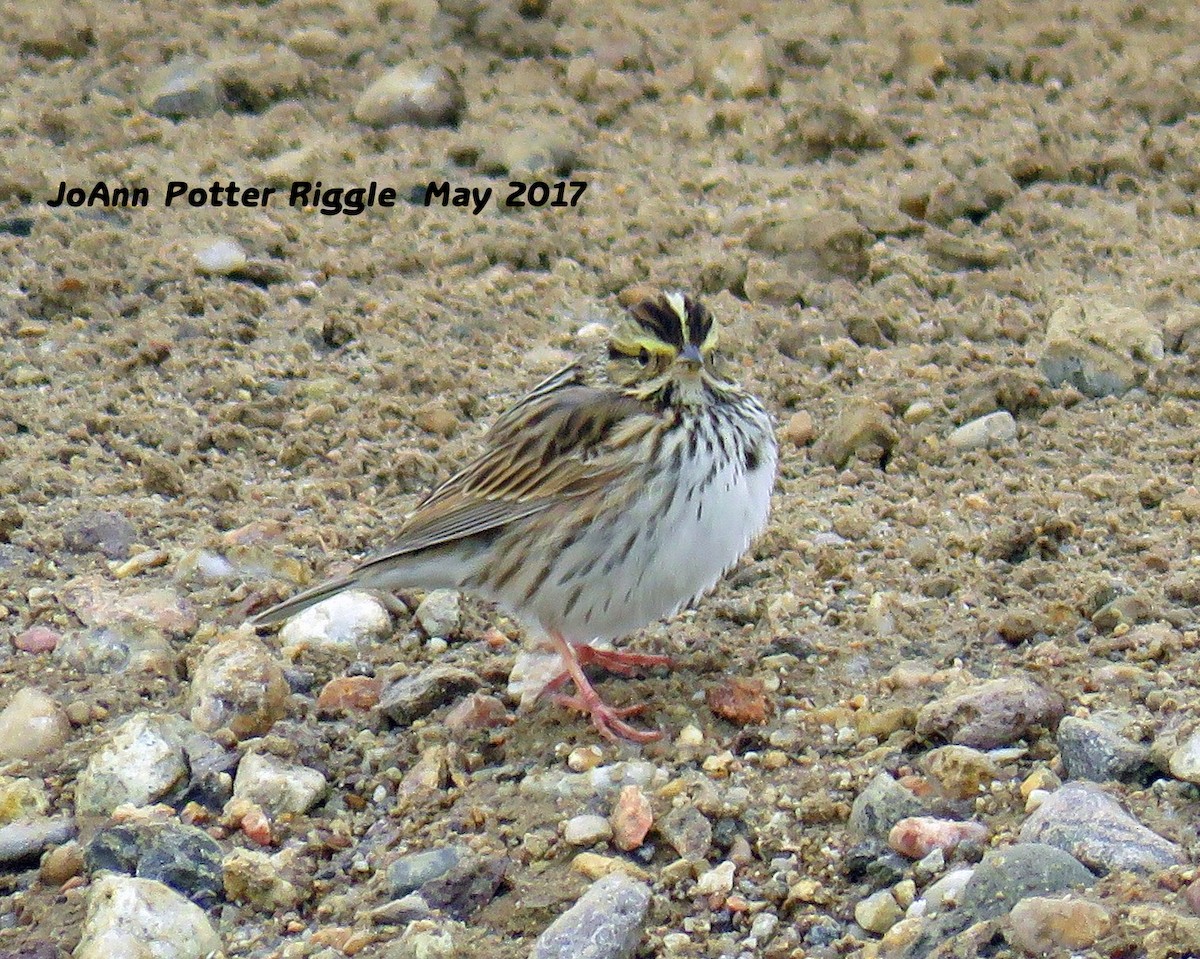 Savannah Sparrow - ML58824861