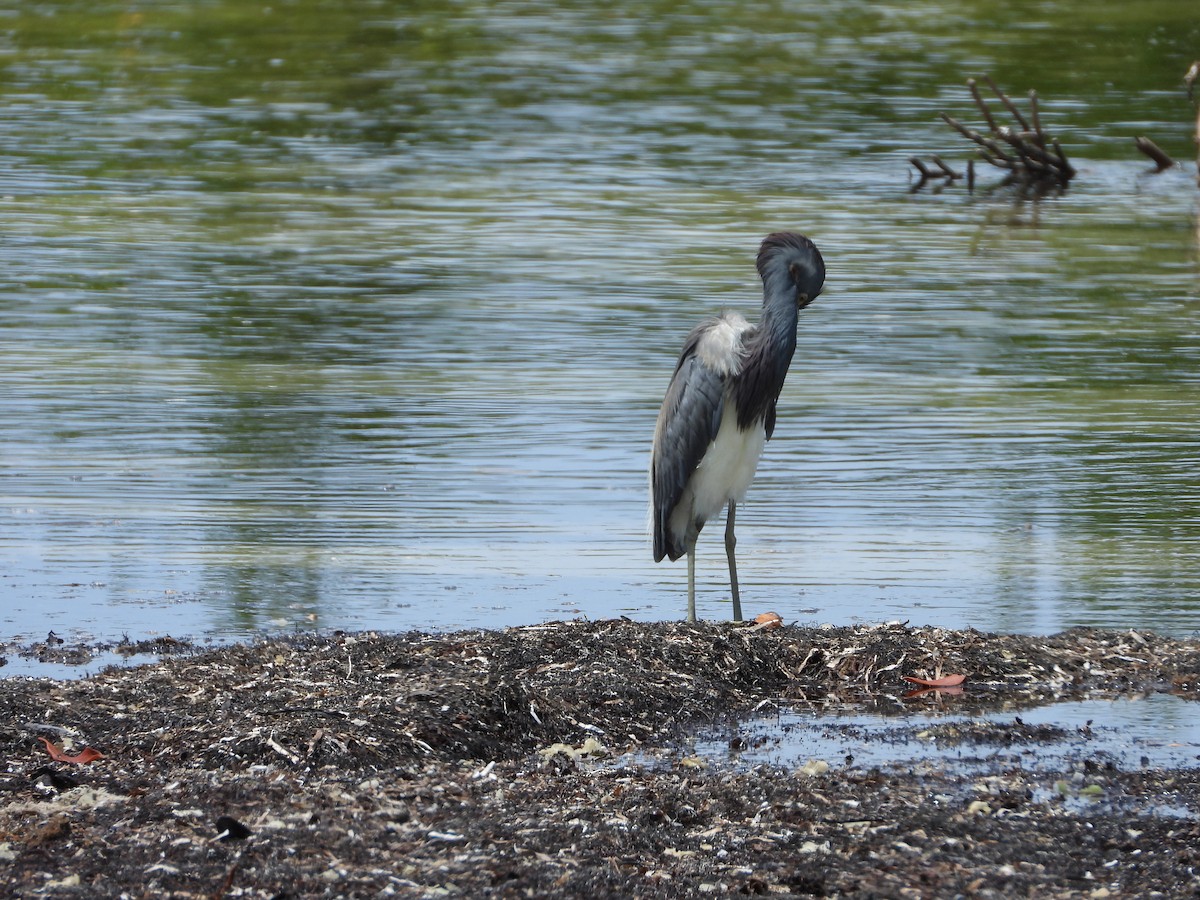 Tricolored Heron - ML588249631