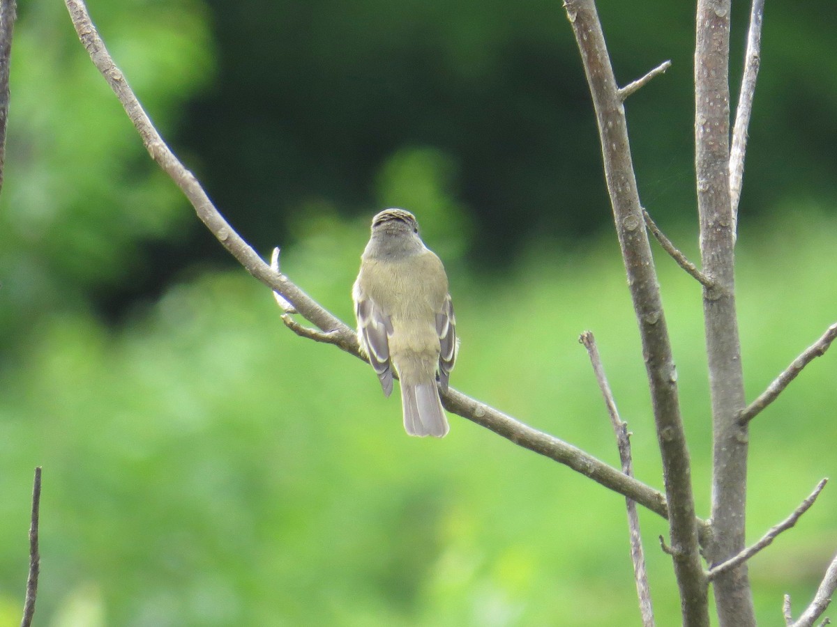 Willow Flycatcher - ML58825011