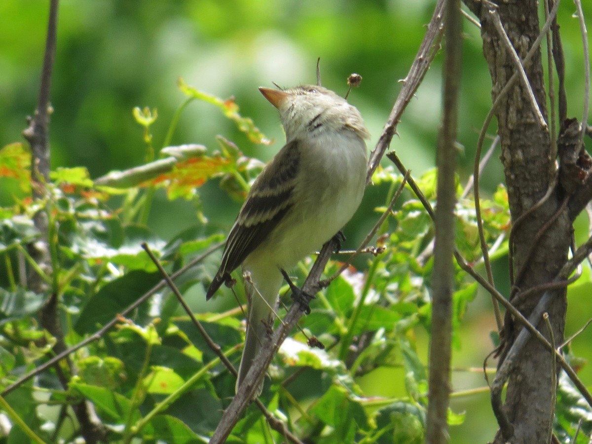 Willow Flycatcher - ML58825081