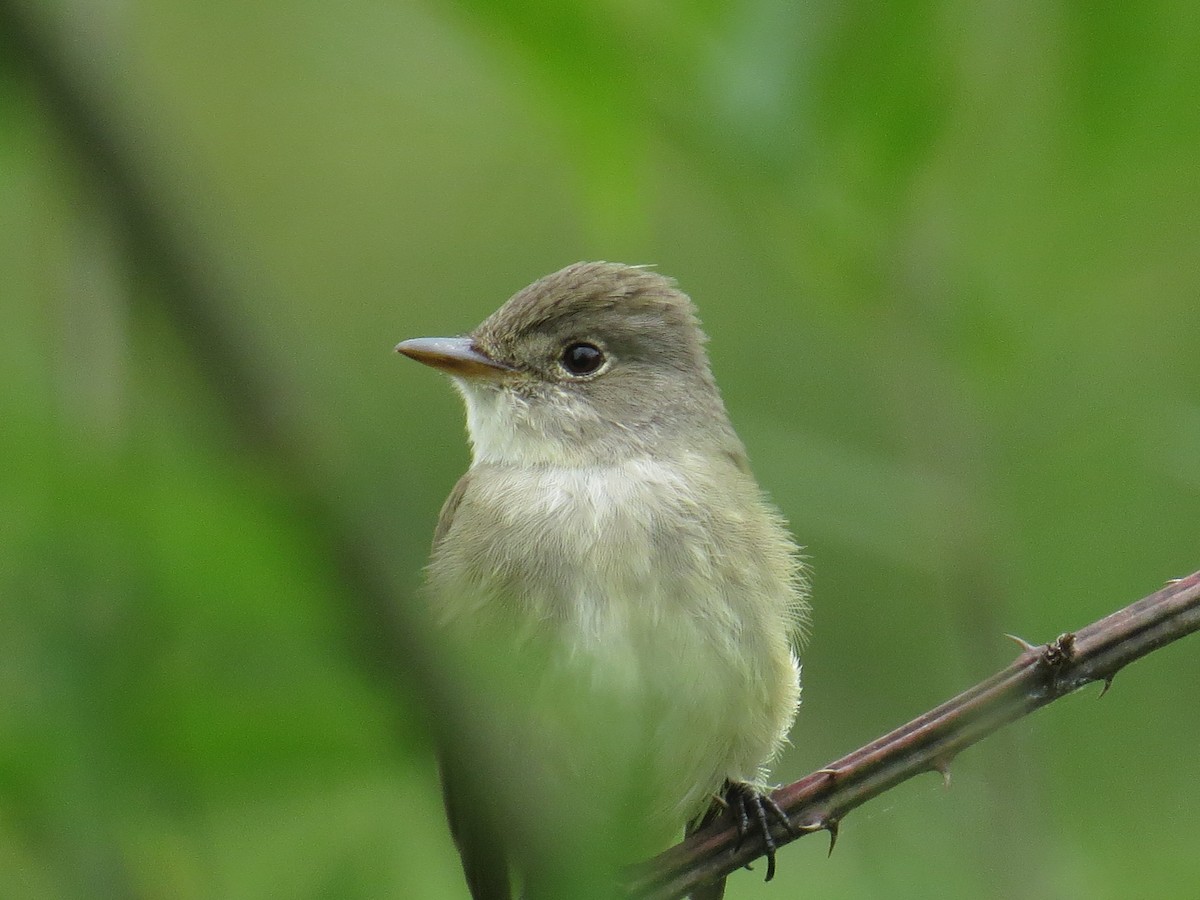 Willow Flycatcher - ML58825111