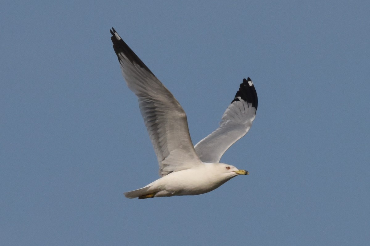 Ring-billed Gull - ML588252011