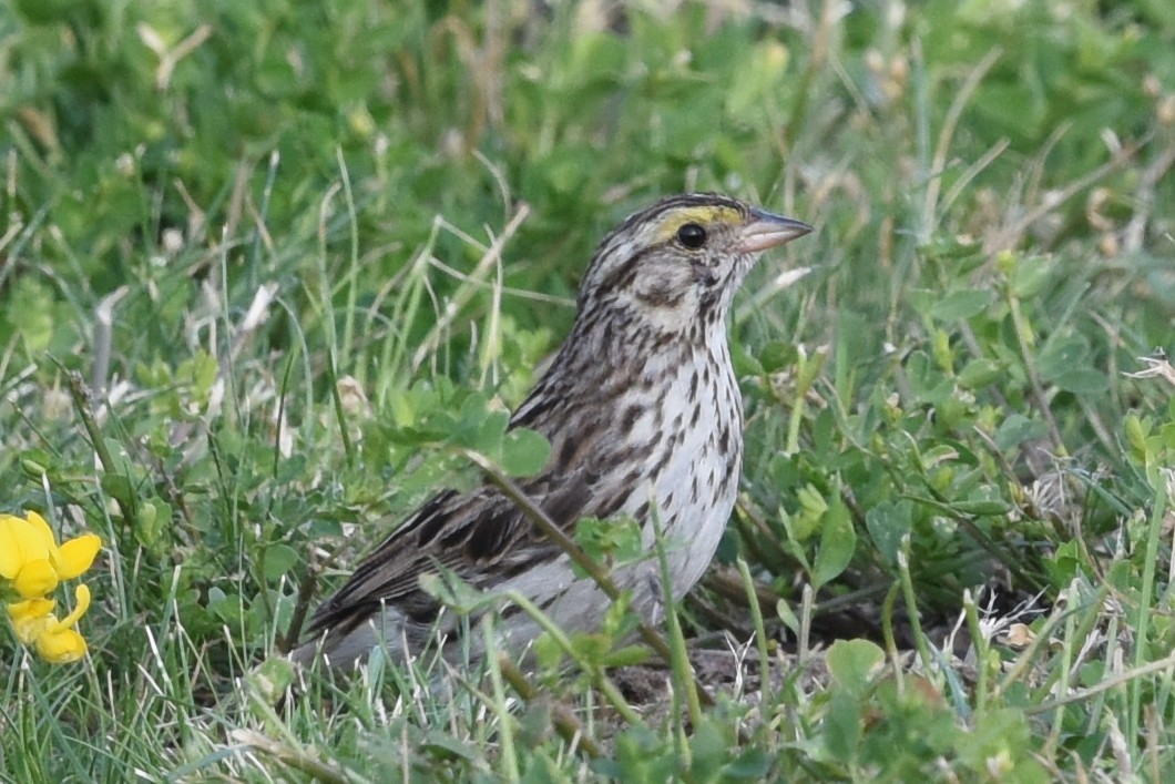 Savannah Sparrow - ML588252081