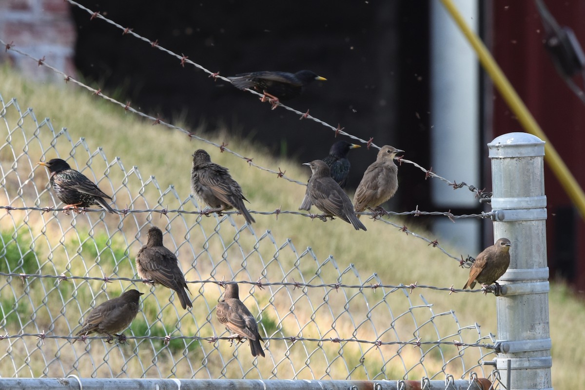 European Starling - ML588252191