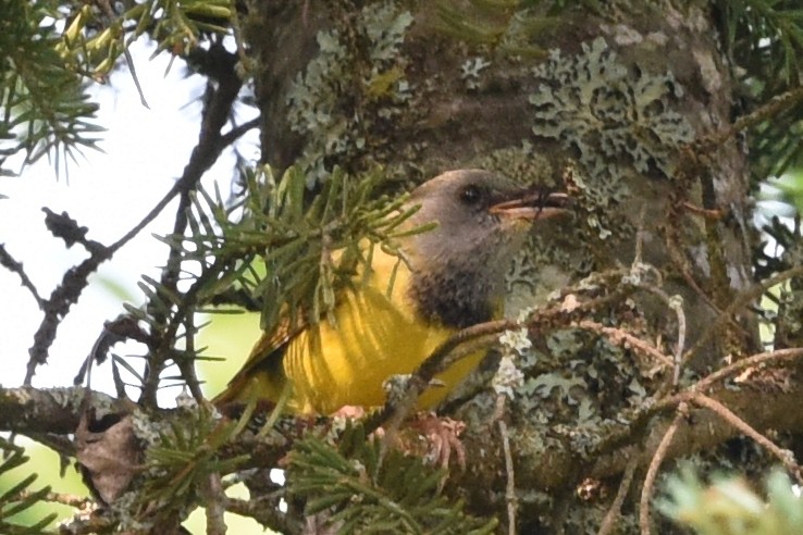 Mourning Warbler - ML588252841