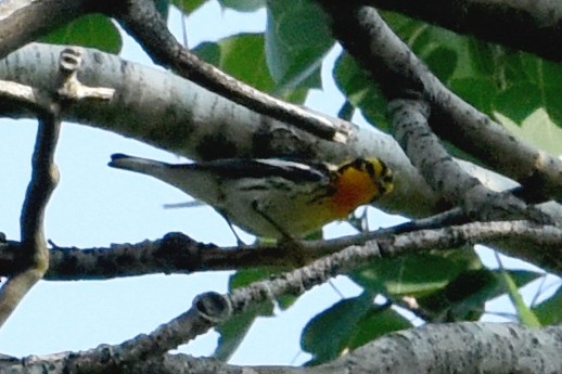 Blackburnian Warbler - Nick Moore