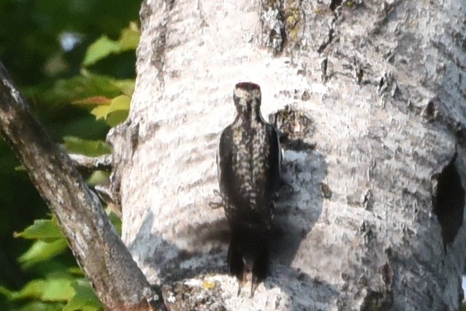 Yellow-bellied Sapsucker - Nick Moore