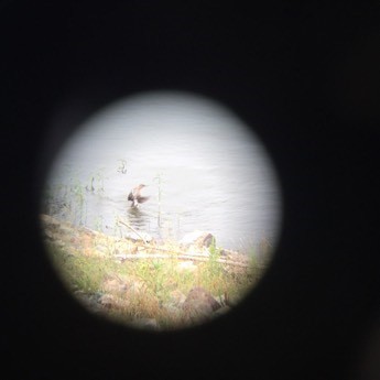 Red-breasted Merganser - ML58825441