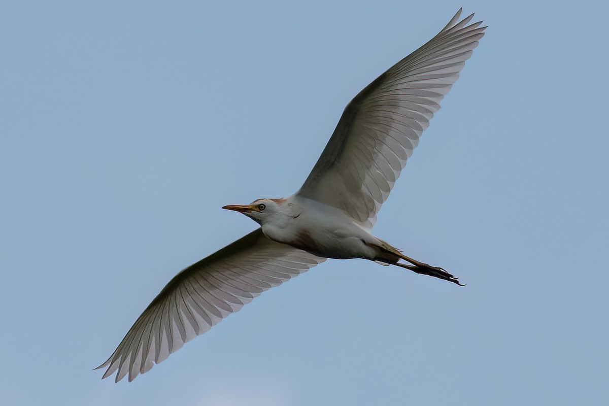 Western Cattle Egret - ML588255231