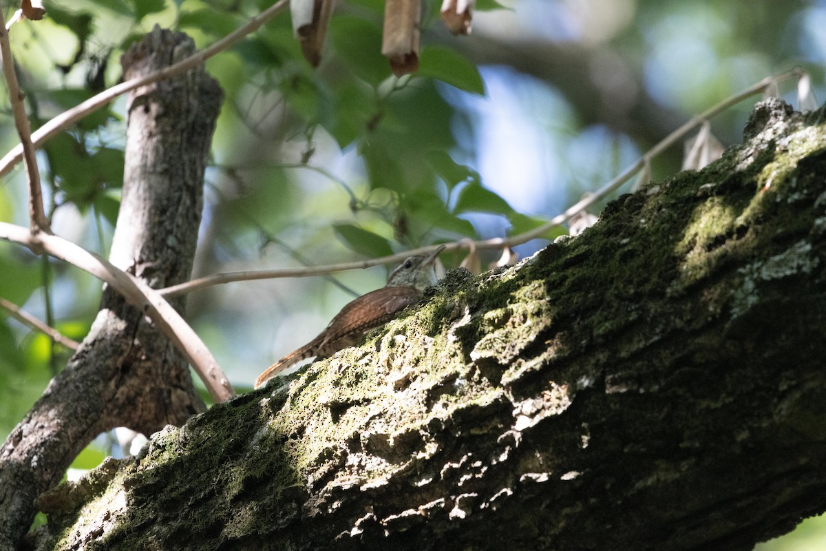 Carolina Wren - ML588255651