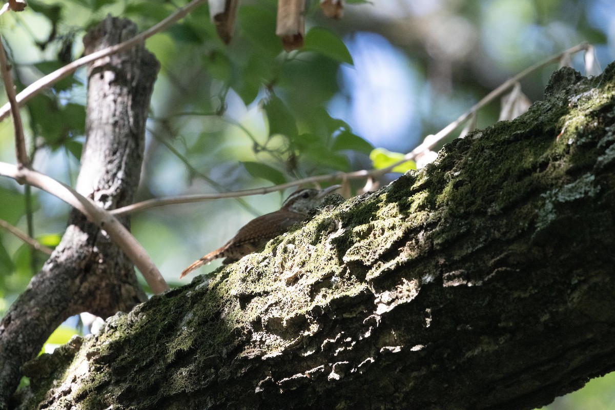 Carolina Wren - ML588255671