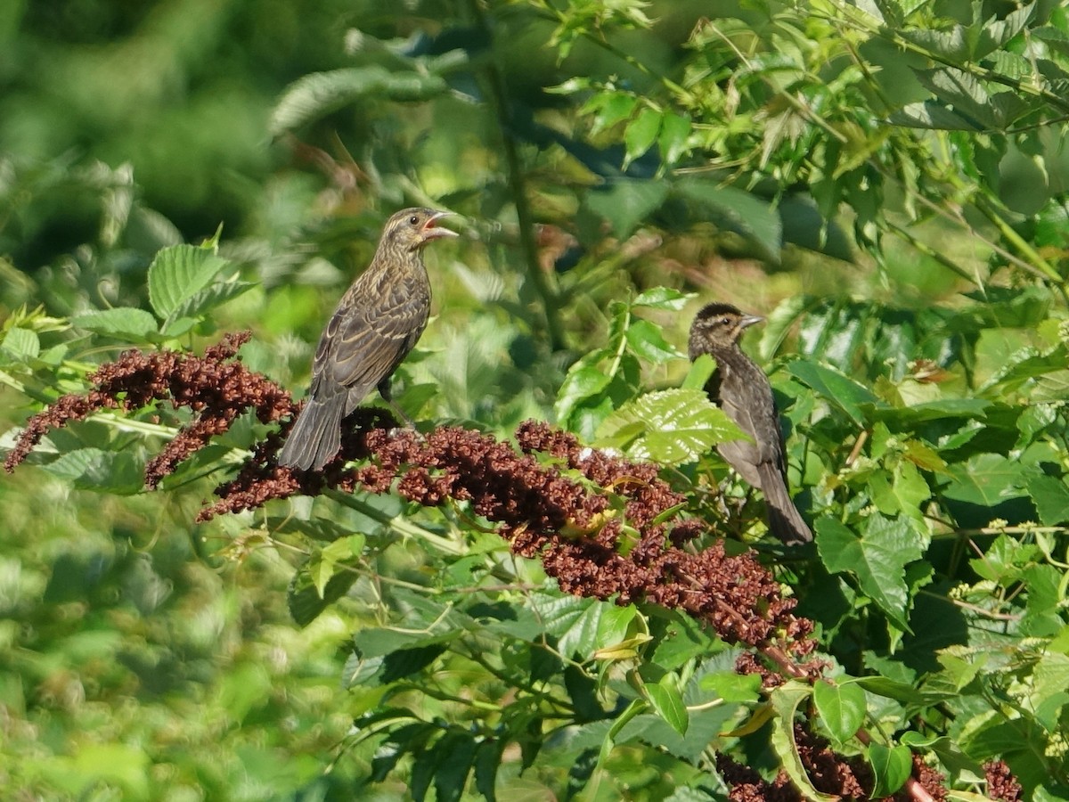 Red-winged Blackbird - ML588255951