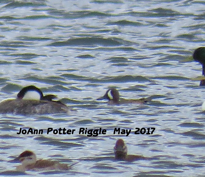 Blue-winged Teal - ML58825671