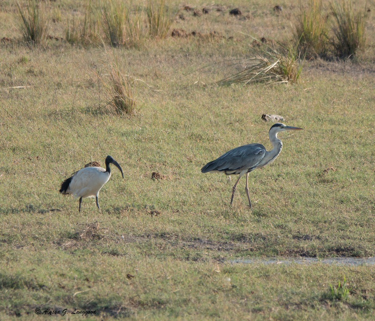 Black-headed Heron - ML588257111