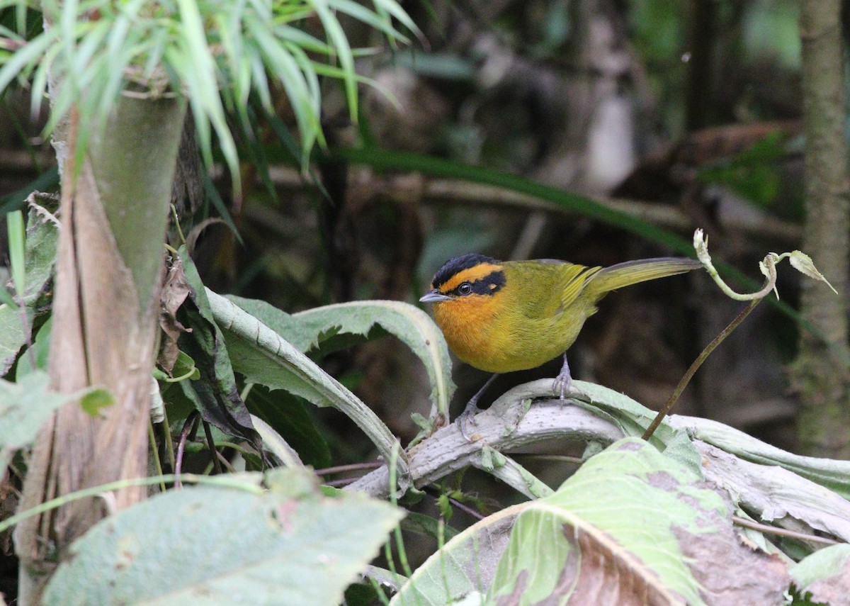 Orange-browed Hemispingus - ML588257601