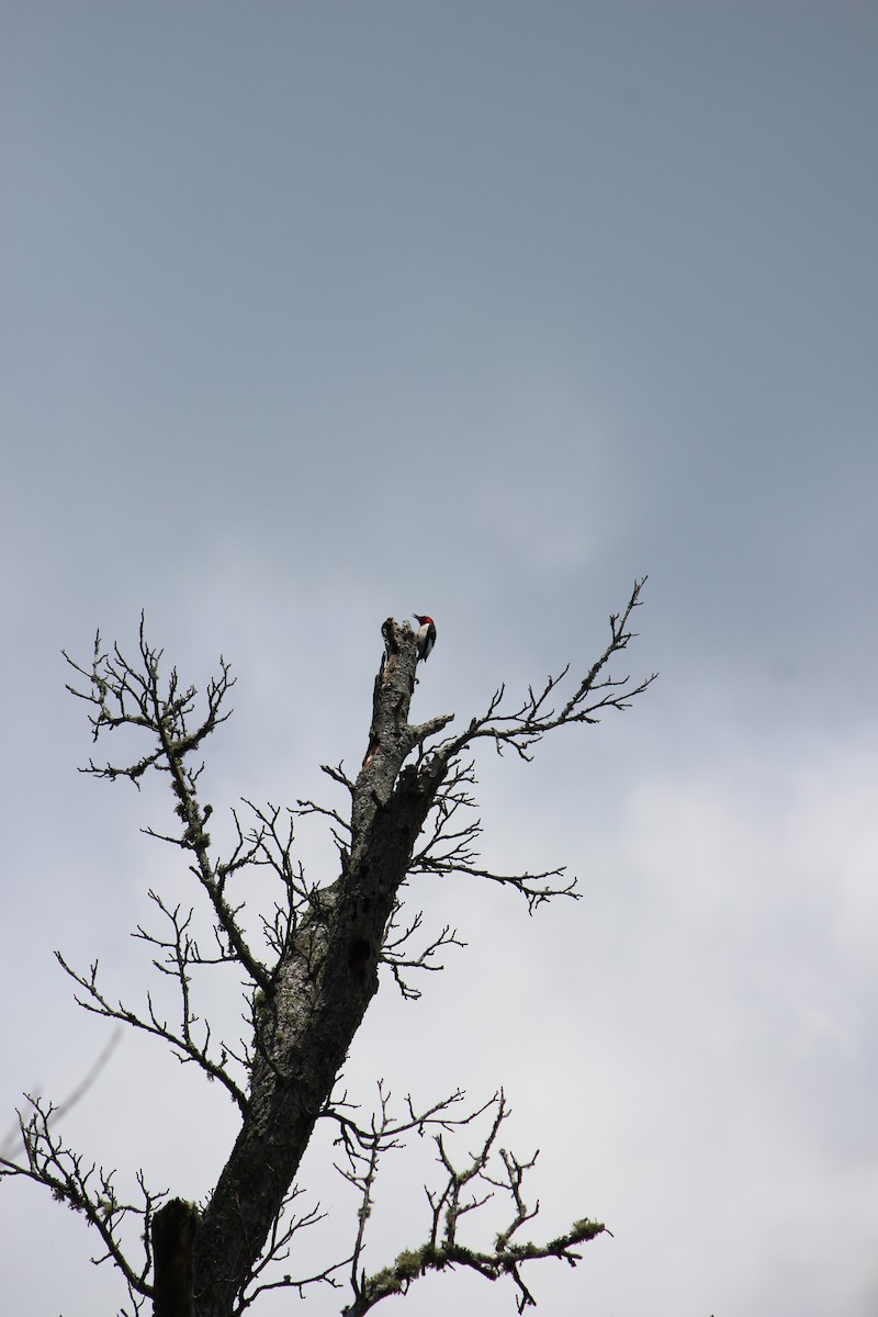 Red-headed Woodpecker - ML588258451