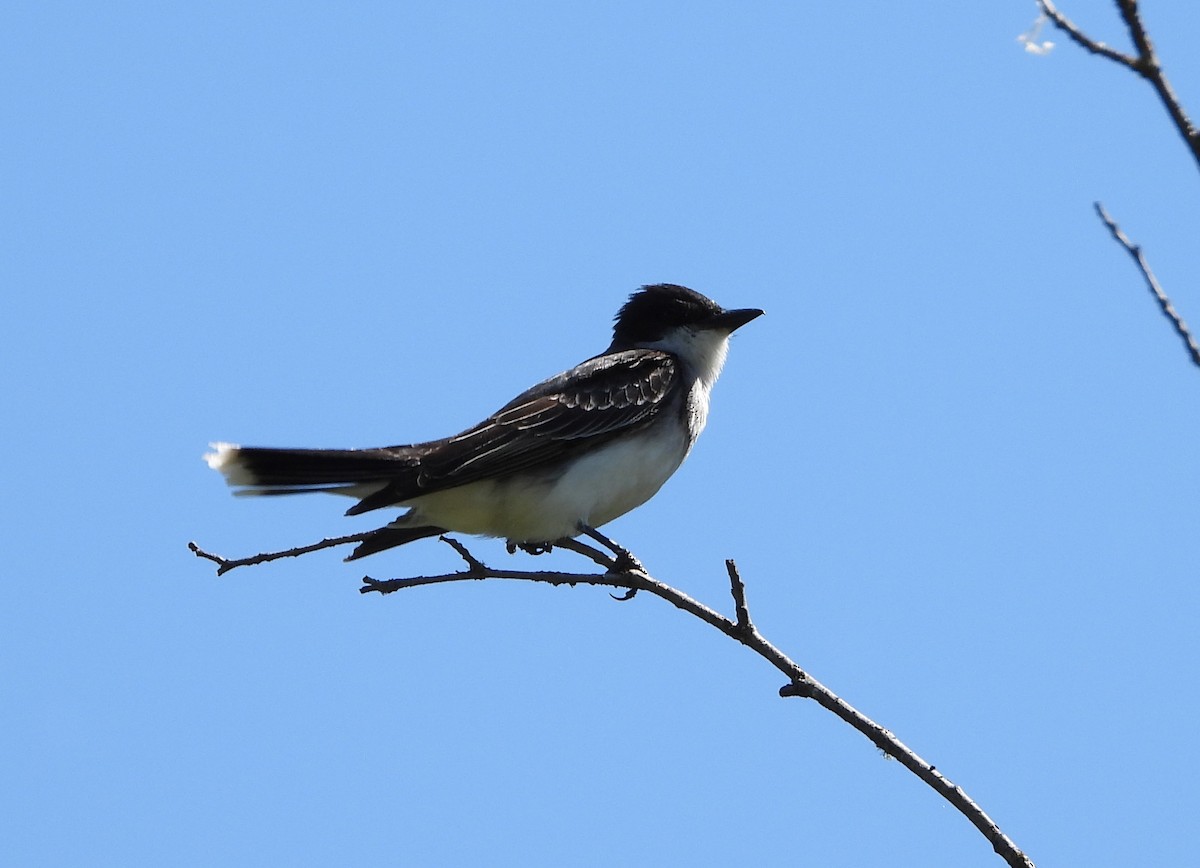 Eastern Kingbird - ML588259191