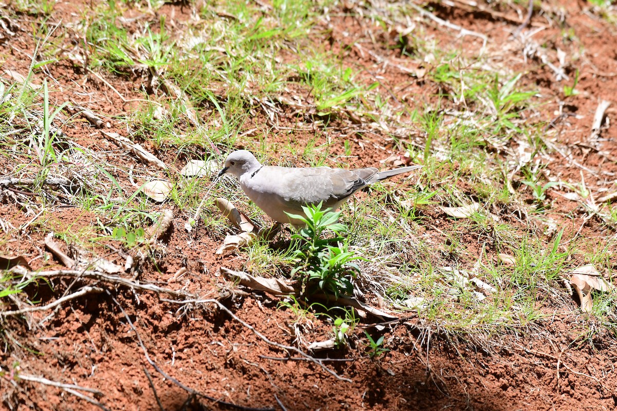 African Collared-Dove - Larry Manfredi