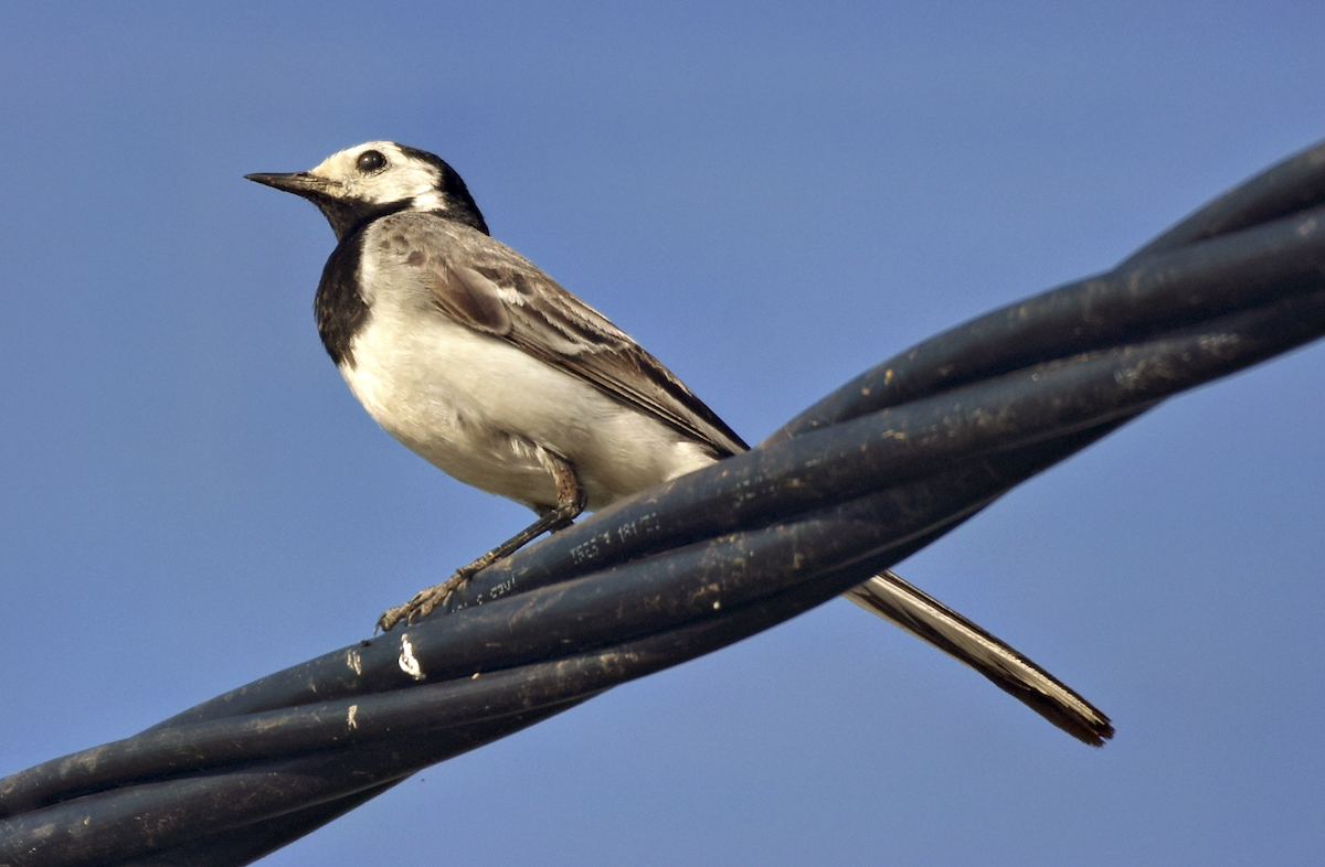 White Wagtail - ML588259921