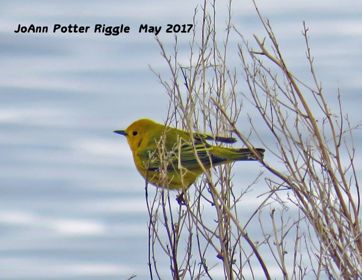 Yellow Warbler - JoAnn Potter Riggle 🦤