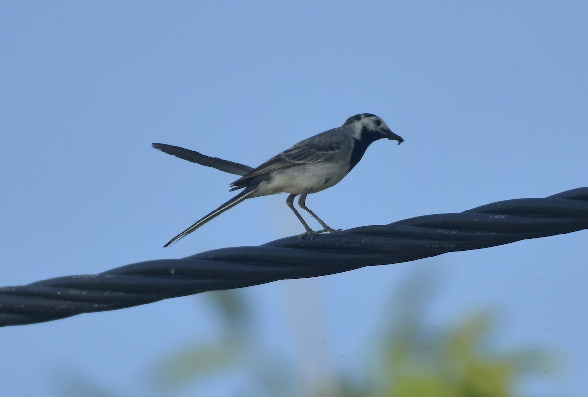 White Wagtail - ML588260031