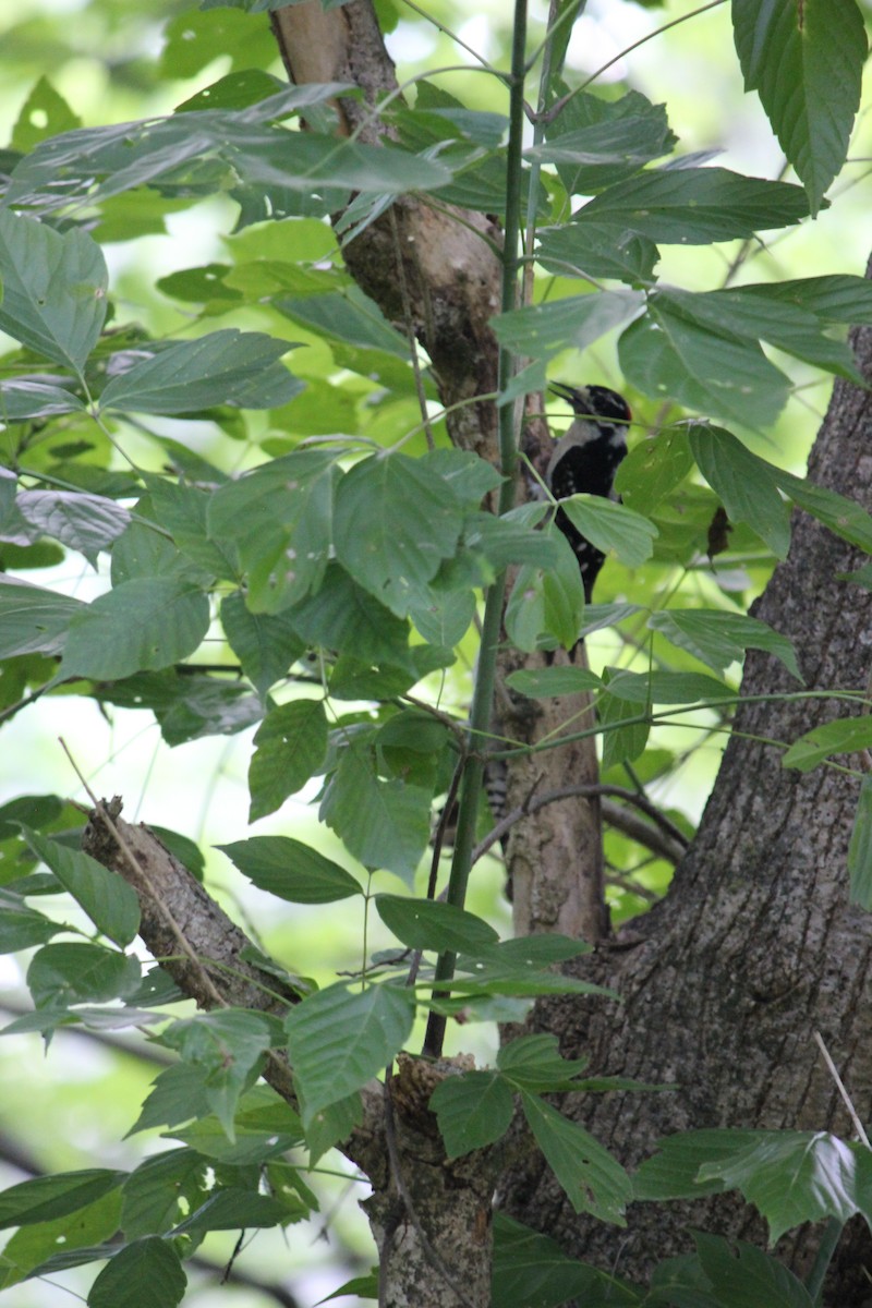 Downy Woodpecker - ML588260411