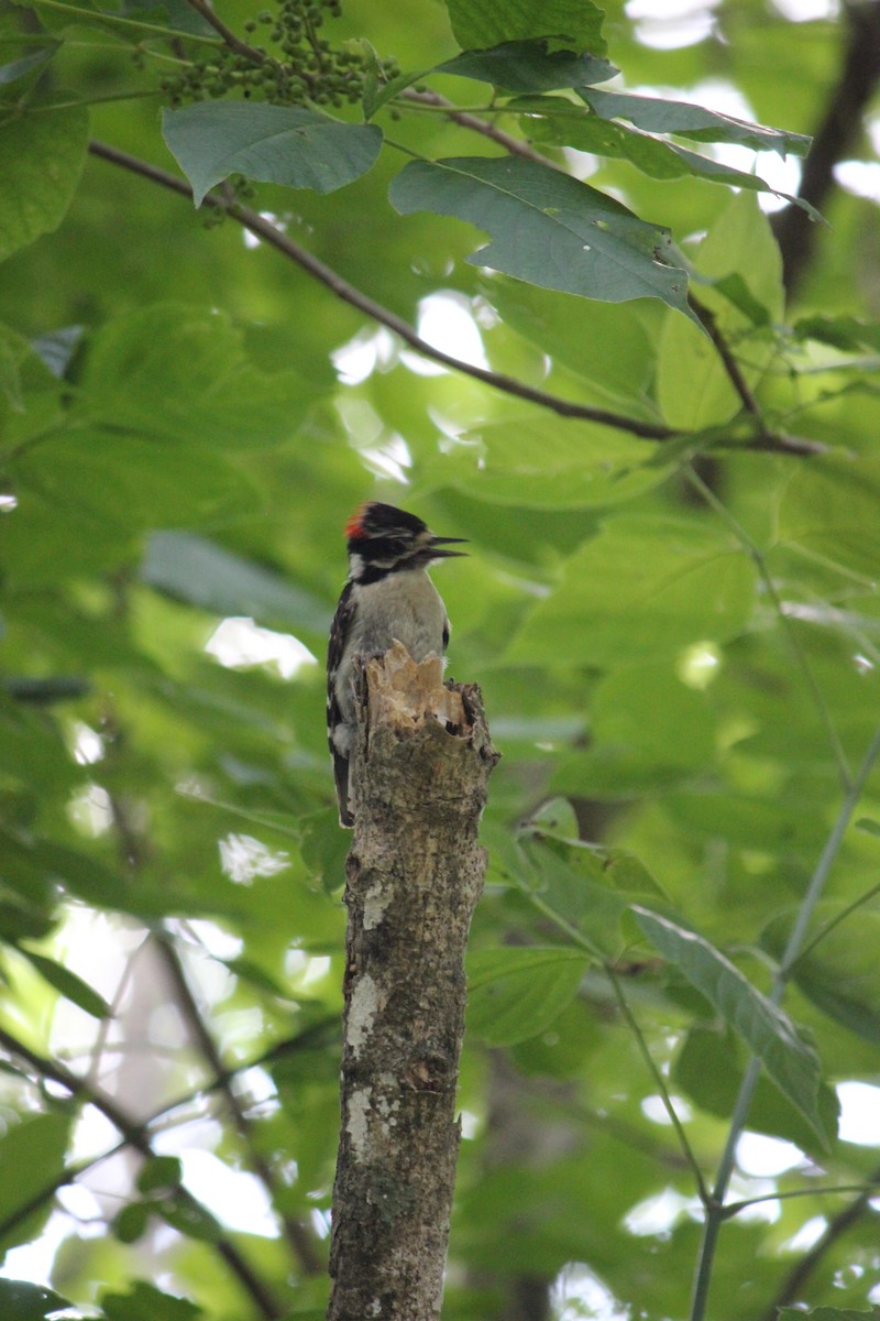 Downy Woodpecker - ML588260501