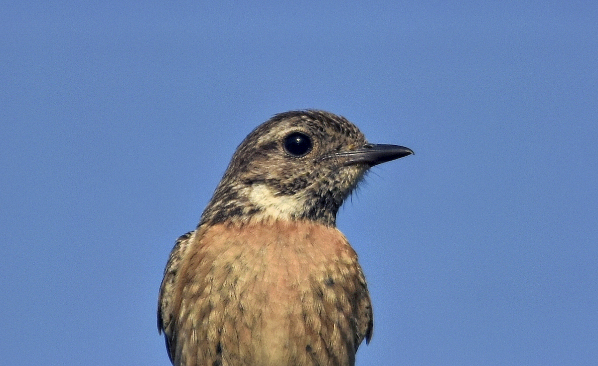 European Stonechat - ML588260981