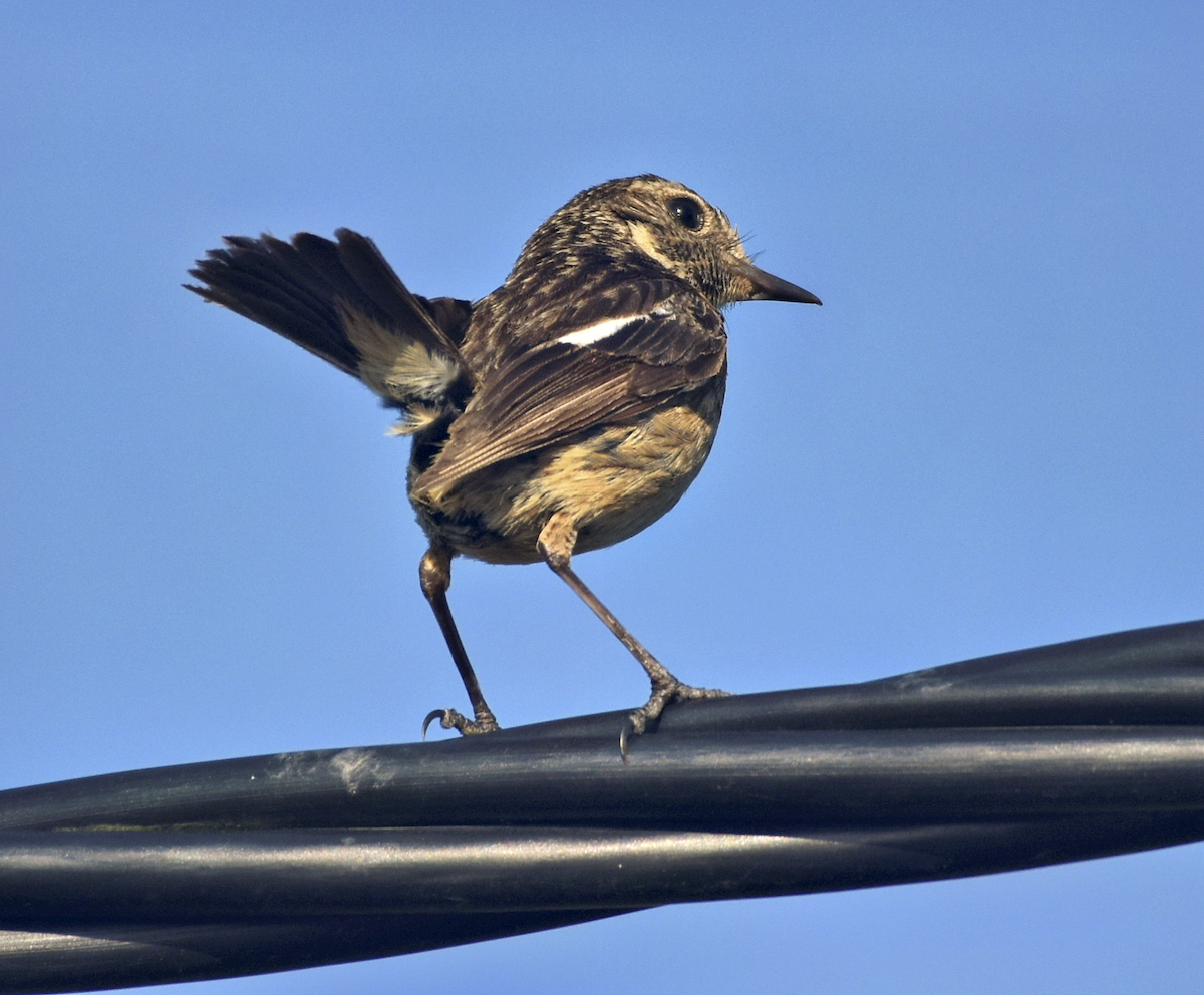 European Stonechat - Agostinho Oliveira