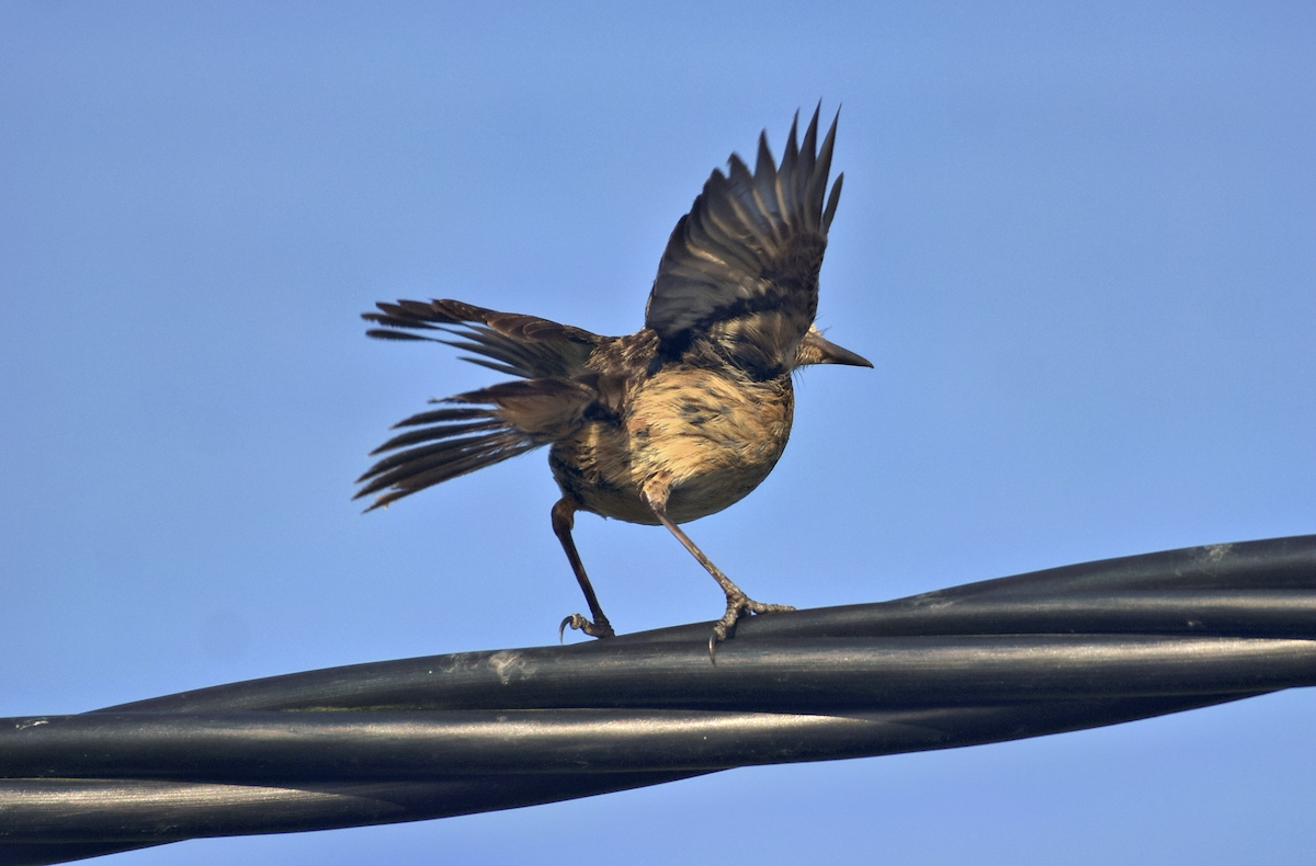 European Stonechat - ML588261121