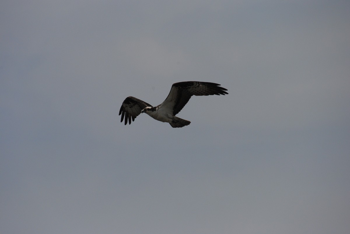 Balbuzard pêcheur - ML588261221