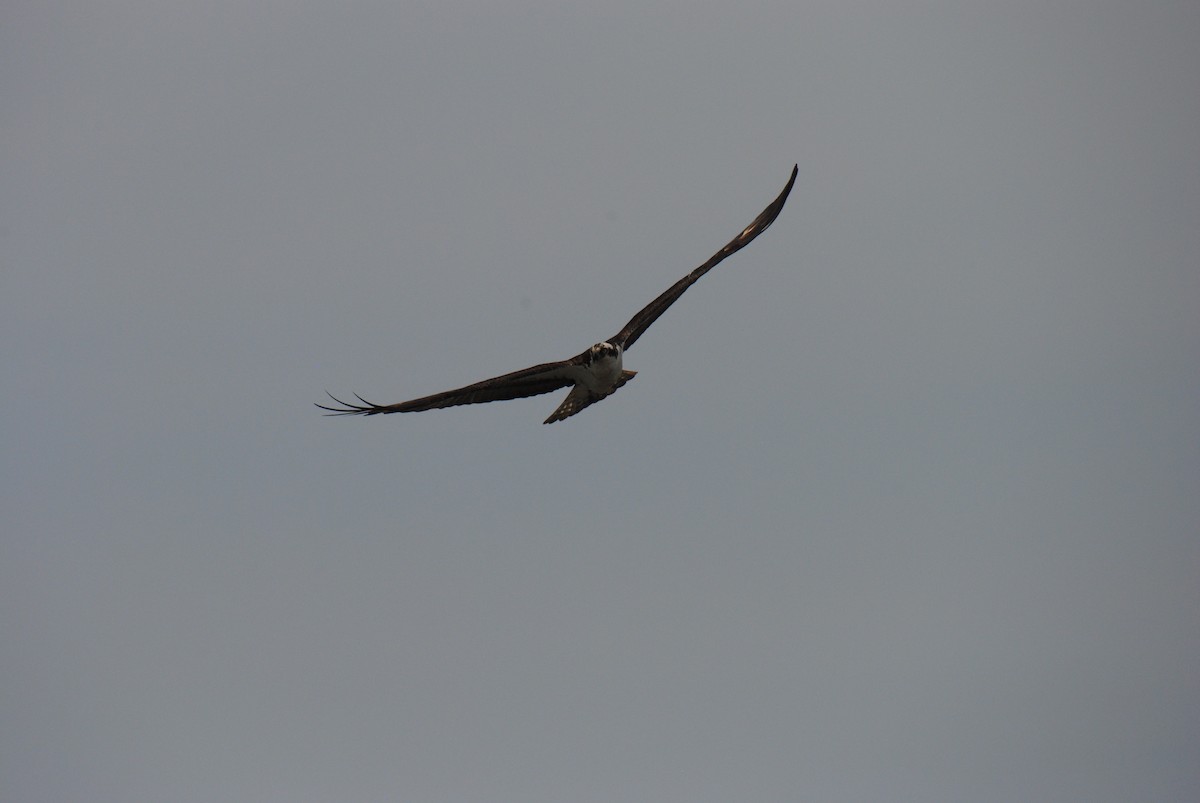 Águila Pescadora - ML588261231